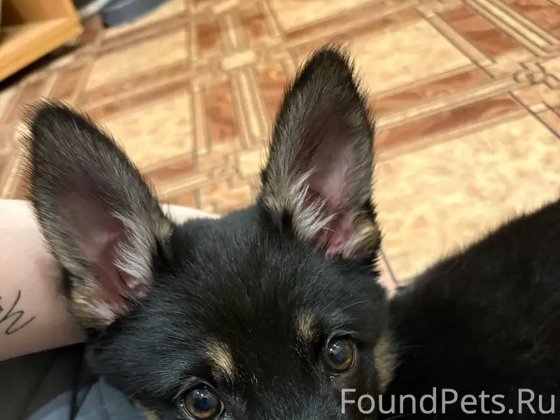 Найден щенок девочка, улица Луговая