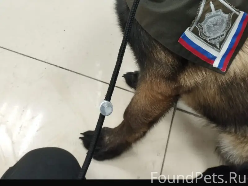 Пропала бельгийская овчарка, район больницы