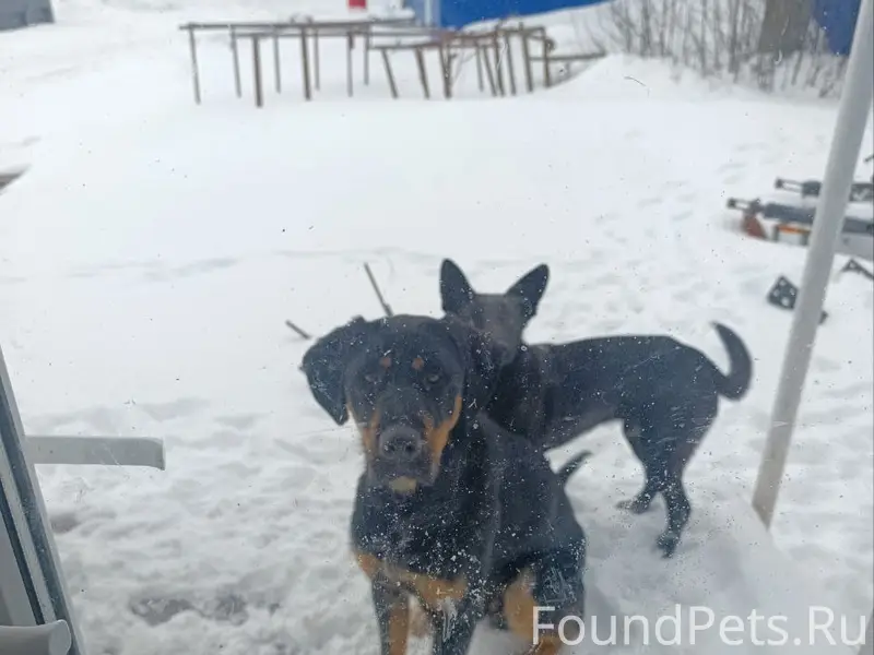 Найден кобель, с. Московка Липецкой обл.