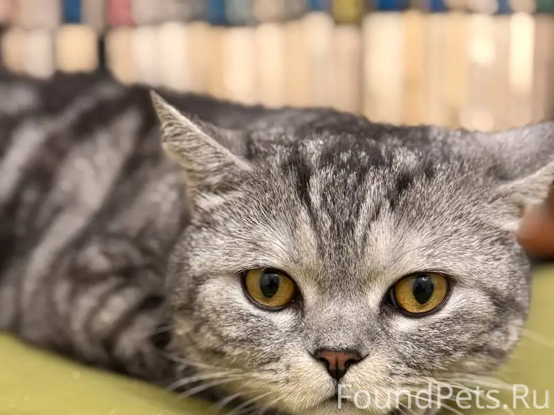 Найден кот шотландской породы, пр. Ленина