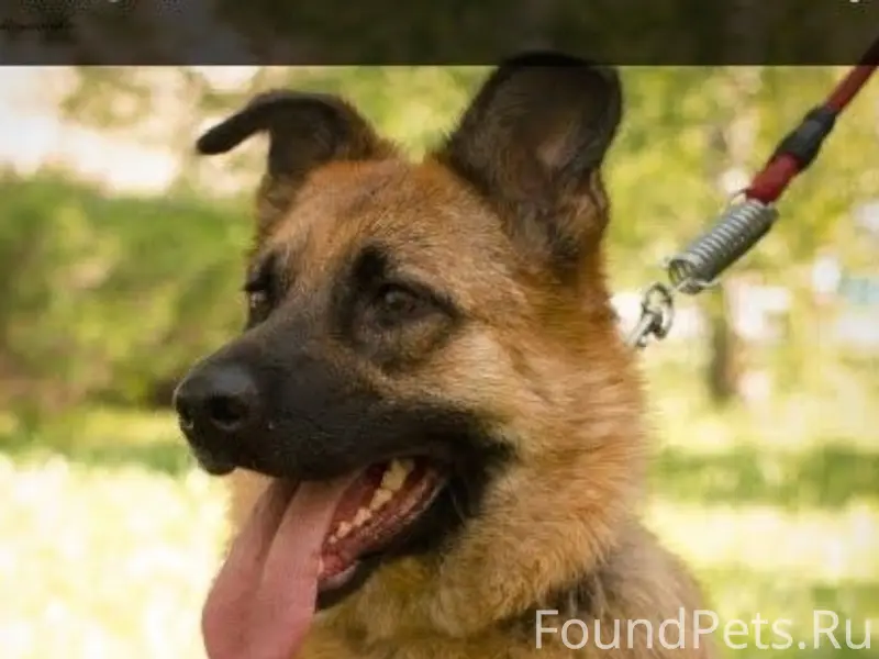 Пропала собака Лада, Берсеневка, Мордовия