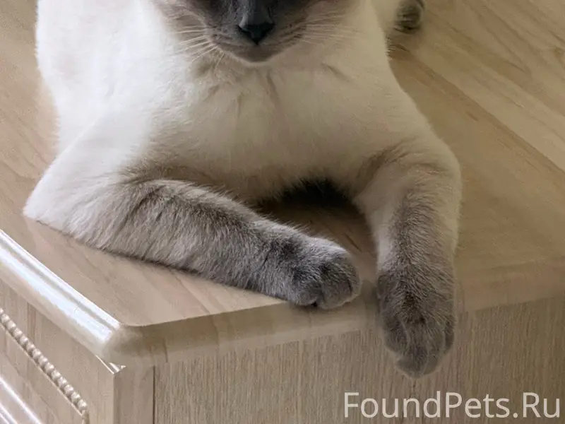 Пропал тайский кот, район клуба Эра