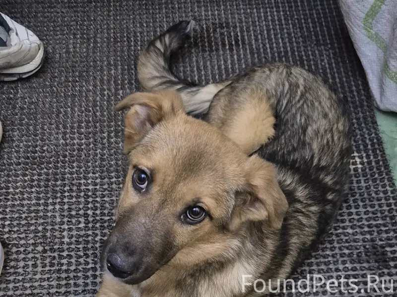 Найденна молодая собака, Стаханова