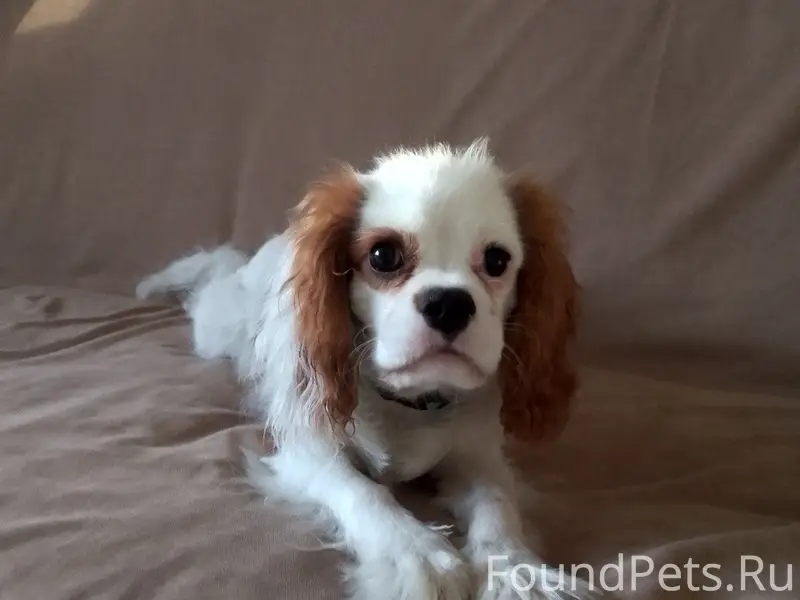 Пропал Кавалер Кинг Чарльз спаниель Коржик, п. Ким