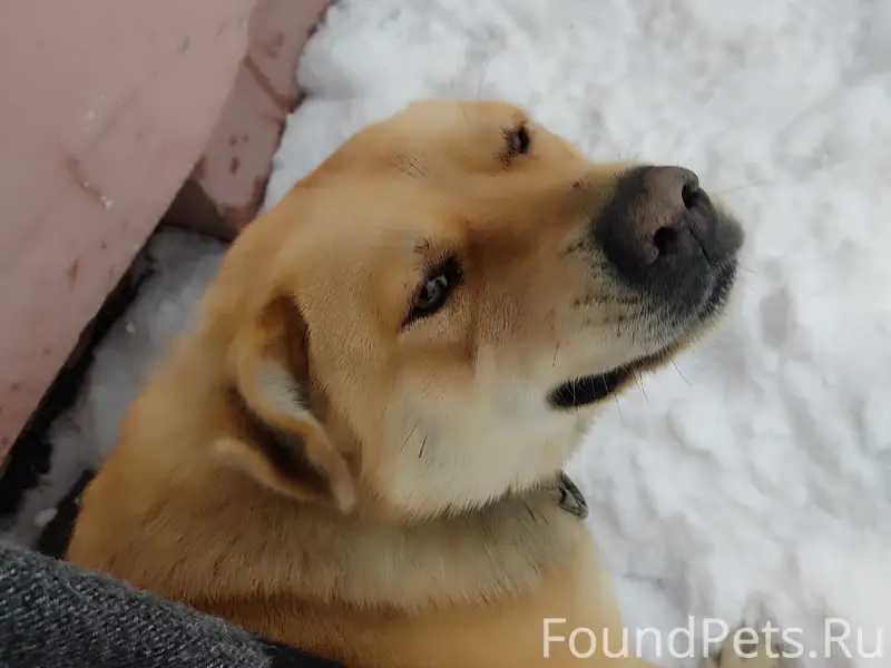 Пропала собака, между центром культуры и второй школой