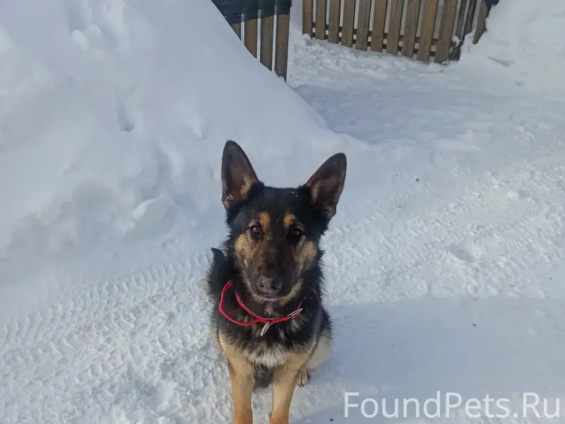 Найден метис, район Сысоево