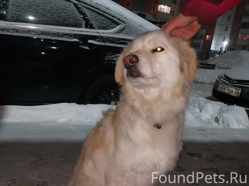 Найдена собака, район Романа Брянского