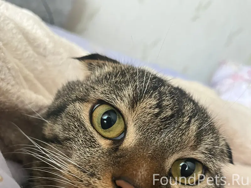 Пропал вислоухий кот, п. Н.Голубево