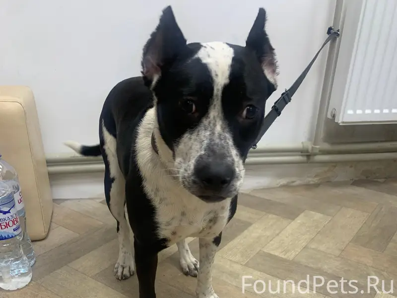 Пропала собака, около Торгового Центра