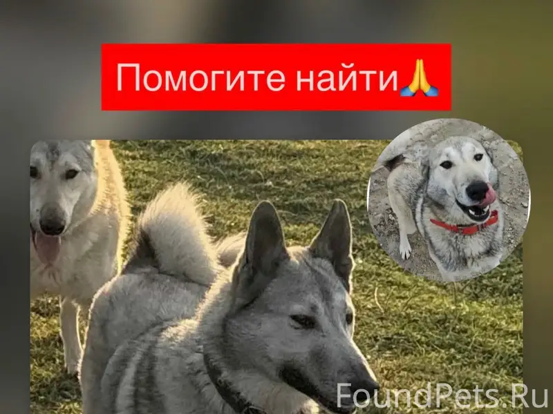 Пропал мальчик сибирской лайки, Верхнерусское