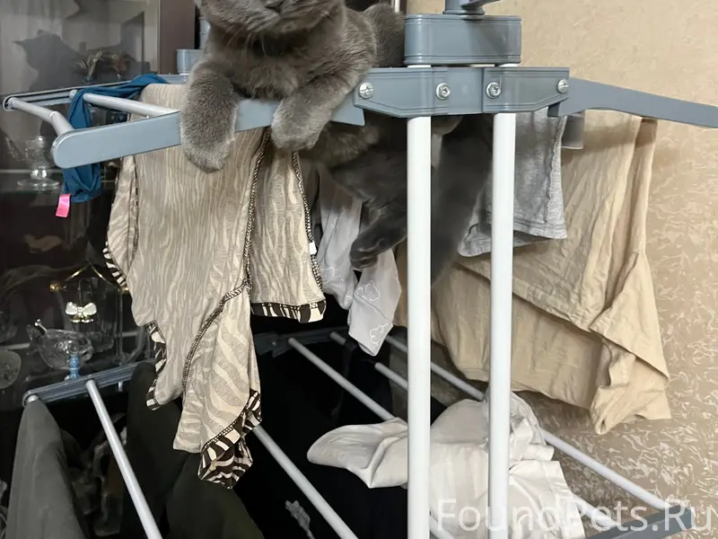 Пропала кошка, Истра