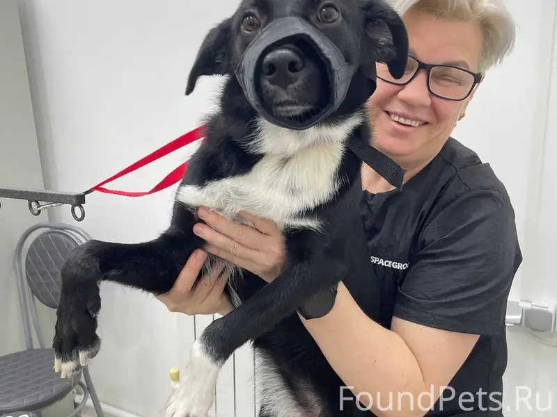 Найден щенок, Балашов