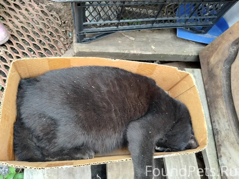 Найдена кошка, СНТ Массив 2