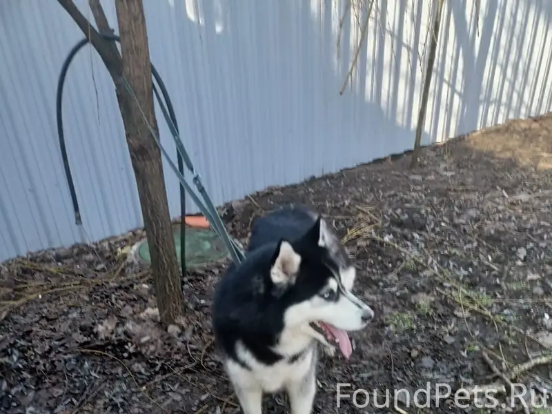 Найден тип собака, парк Островского