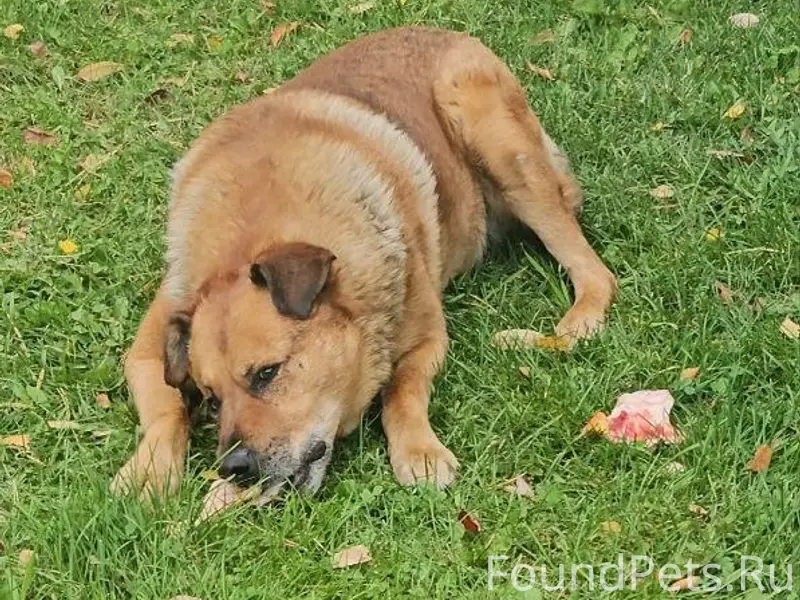 Пропал рыжий пёс Рыжий, Екатеринбург, Верх-Исетский район