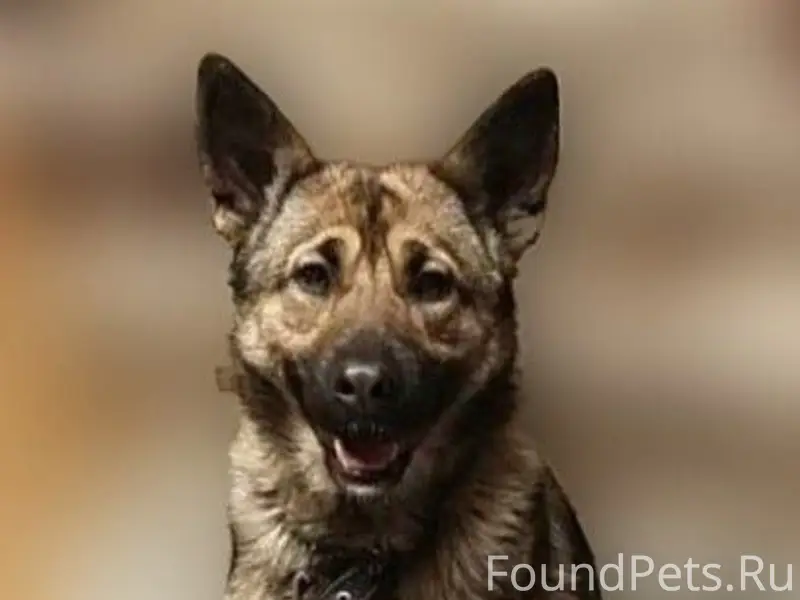 Пропала собака Аляска (Ляся), ул. Рабочая