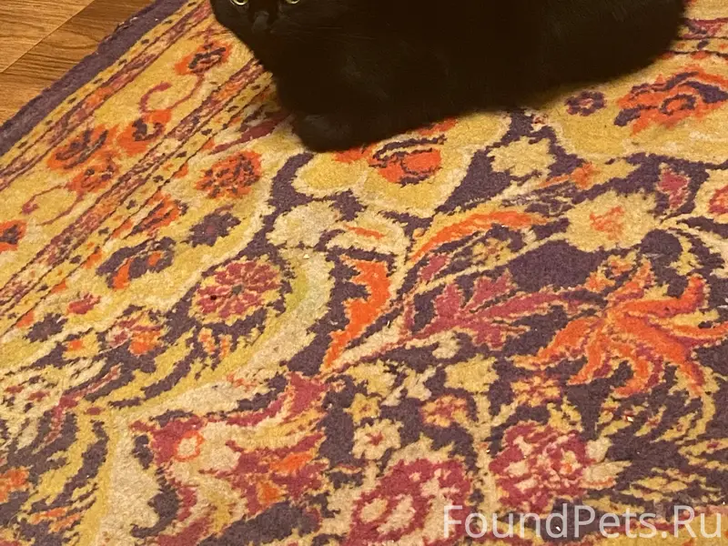 Пропала кошка Кася, ул. Свердлова, 86