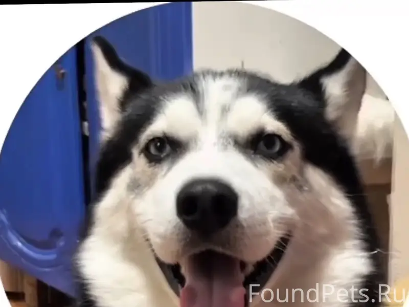 Пропал Хаски Байк, юг (Фурманова, Ленинградская)