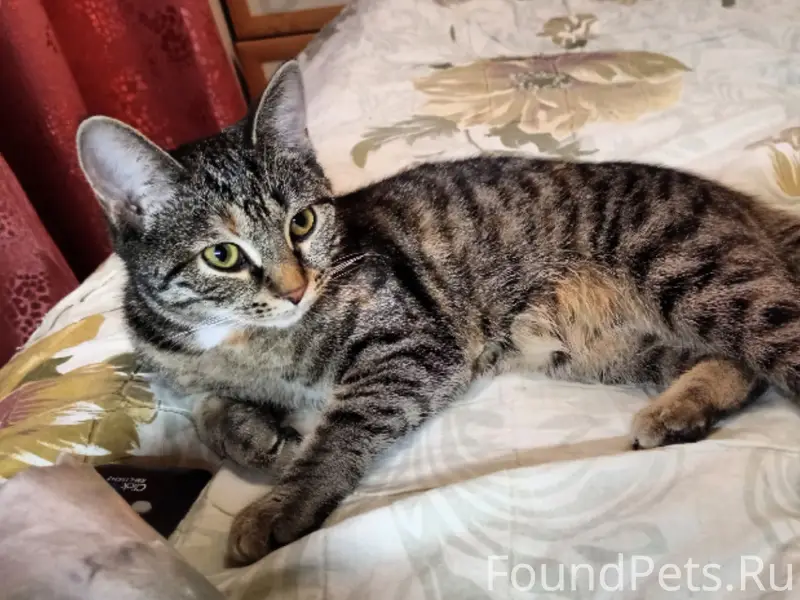 Пропала кошка Шиша, улица Набережная