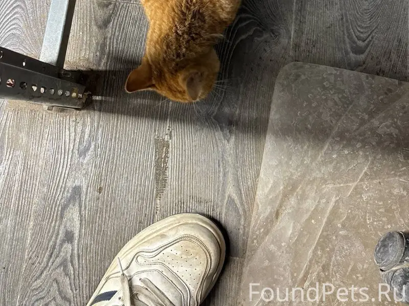 Найден кот, Дыбенко/Гастелло