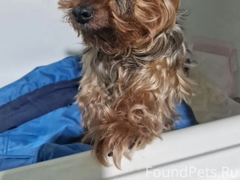 Найден мальчик, Умёт