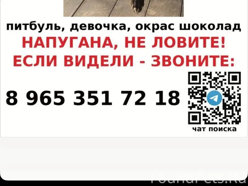 Пропала собака, Чаплыгино