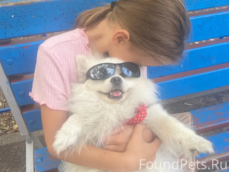 Пропала собака шпиц Пуша, улица Макарова