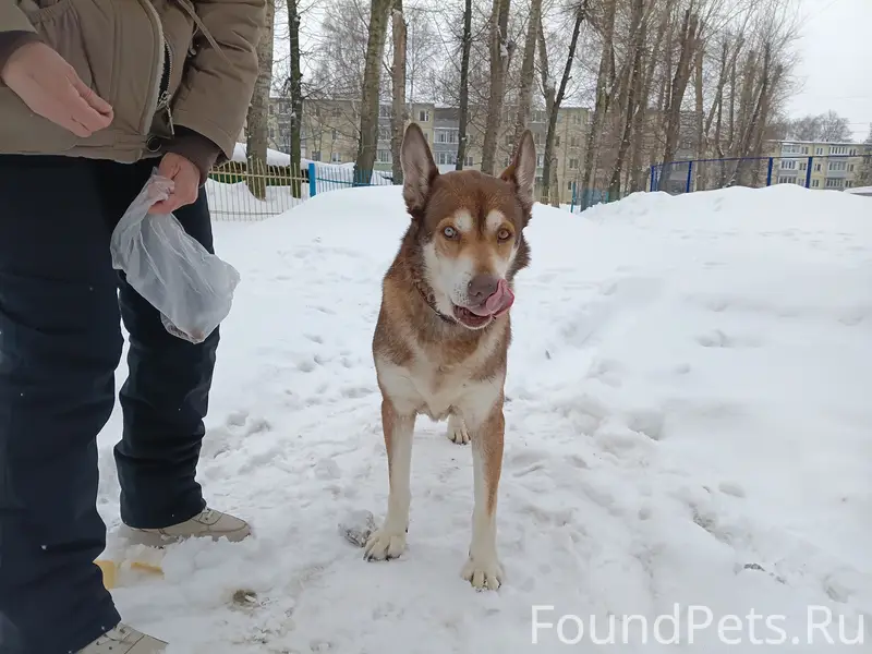 Найден пёс с ошейником, Черновицкая 4