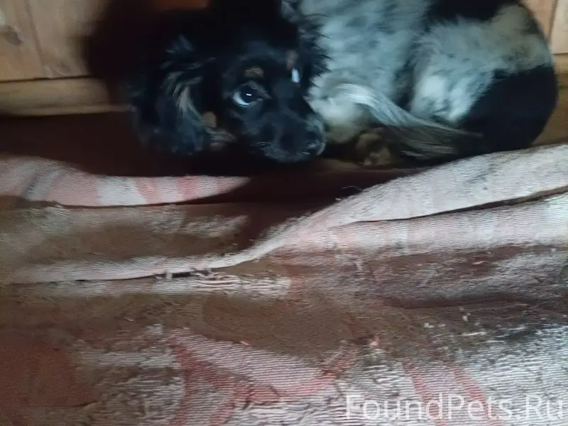 Пропал кокер-спаниэль Джокер, Магистральная