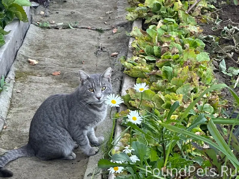 Пропал кот Рикки, Всеволожск