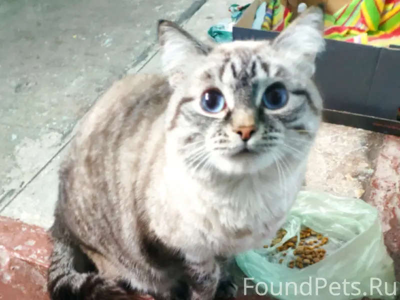 Найдена кошка, ул. Калинина