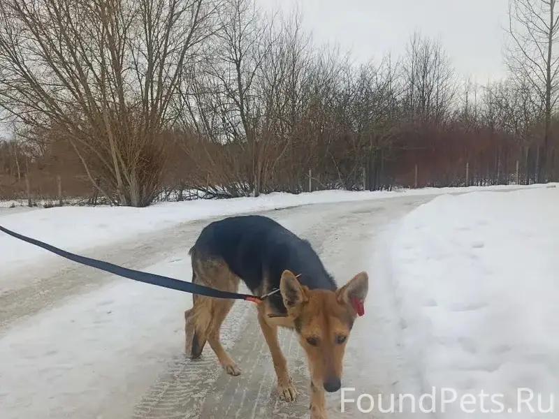 Пропала девочка Алиса, Калининград