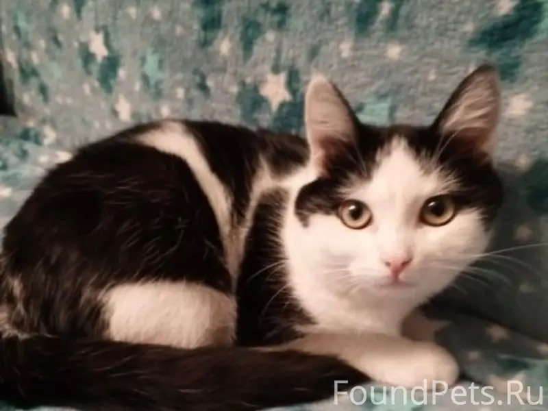 Пропала кошка Муха, Пролетарская 15