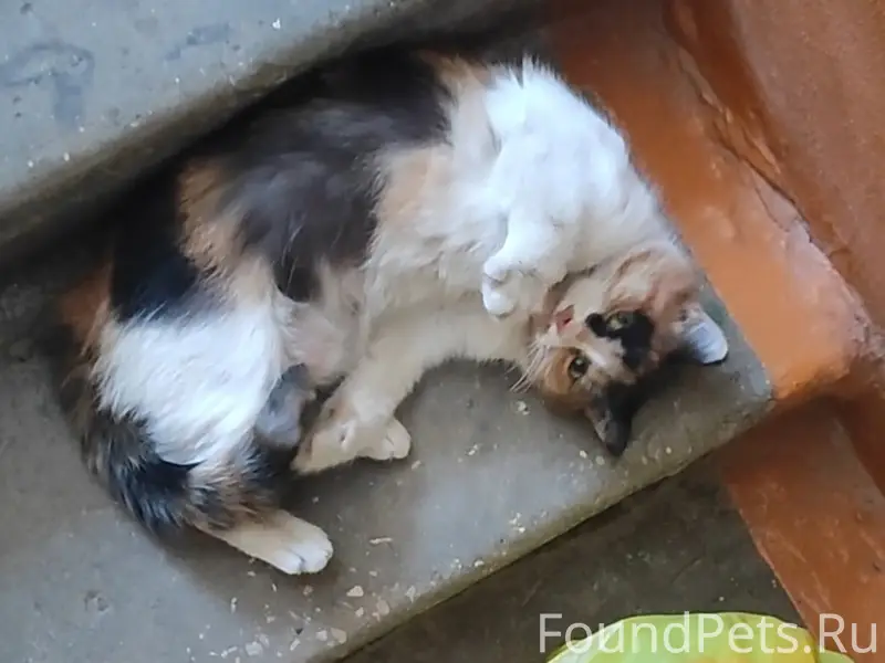 Пропала кошка Мира