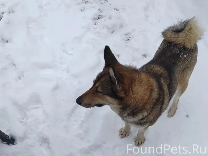 Пропала собака, Егорьевский район