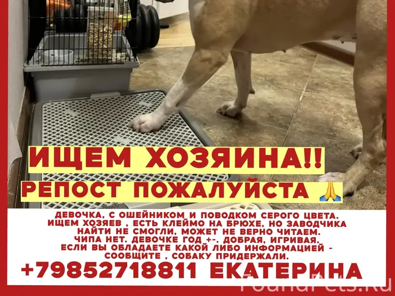 Найден стаффоршидский терьер, Московская область