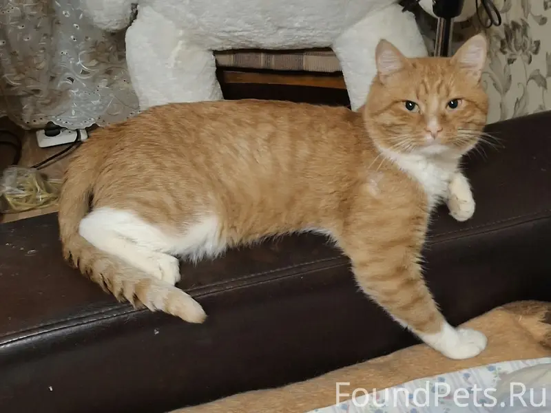 Пропал кот, район пивзавод