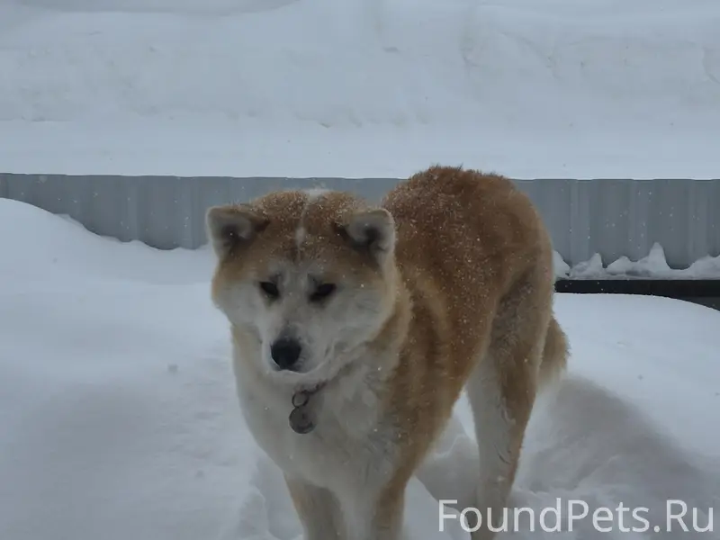 Пропала собака, 