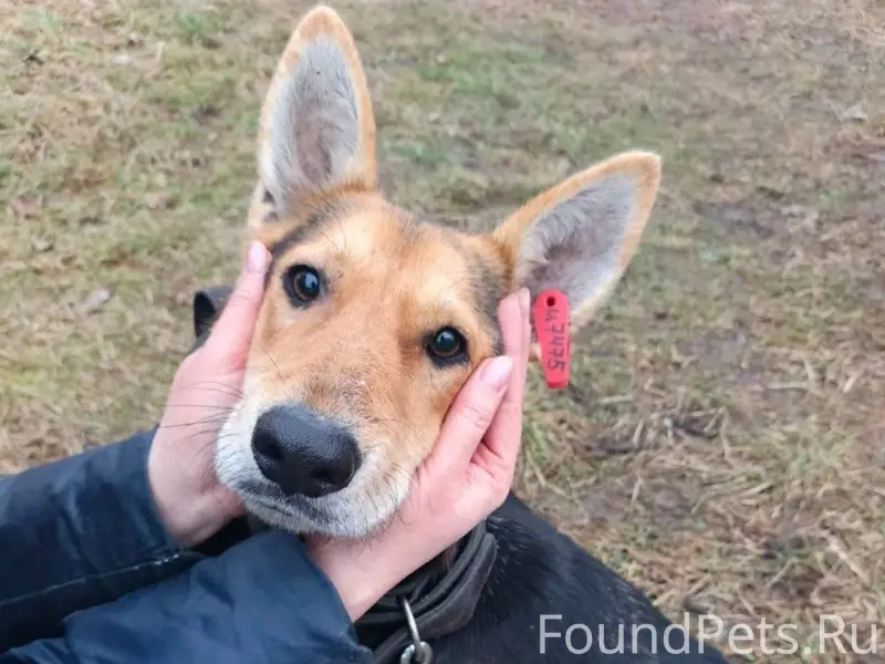 Пропала девочка Алиса, Калининград
