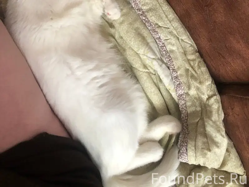 Пропал Као-Мани, глухой белый кот, Южный микрорайон