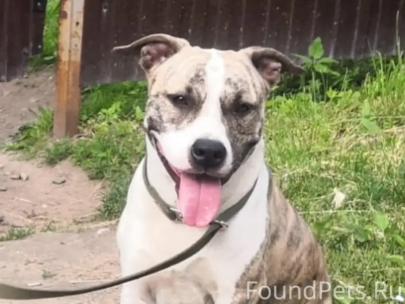 Пропала стаффорд Шанти, проезд Лоткова