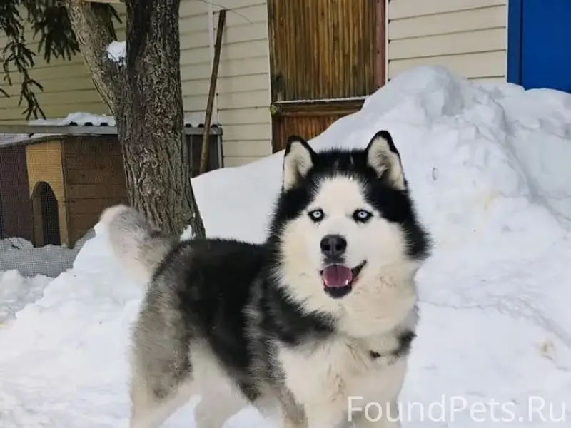 Пропала хаски, частный сектор