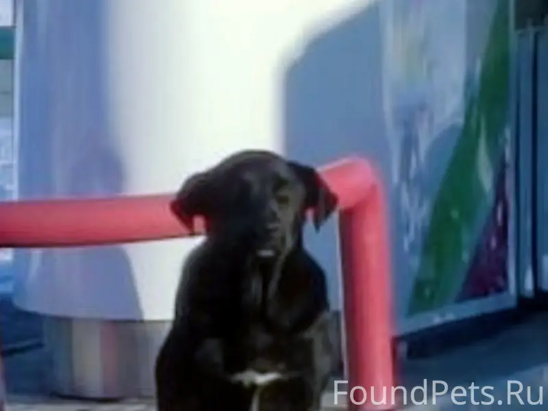 Найдена собака чёрного окраса, ул. Донгузская