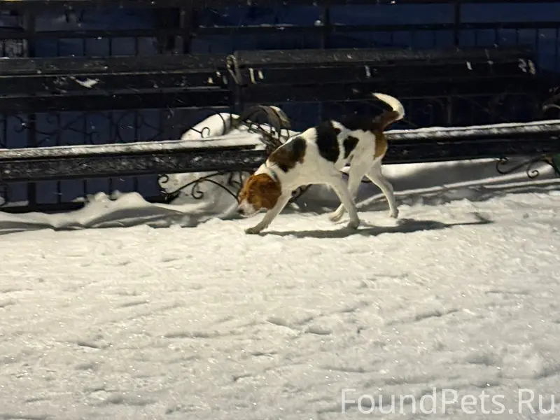 Пропал кобель, в ошейнике, [место: Соборная площадь]