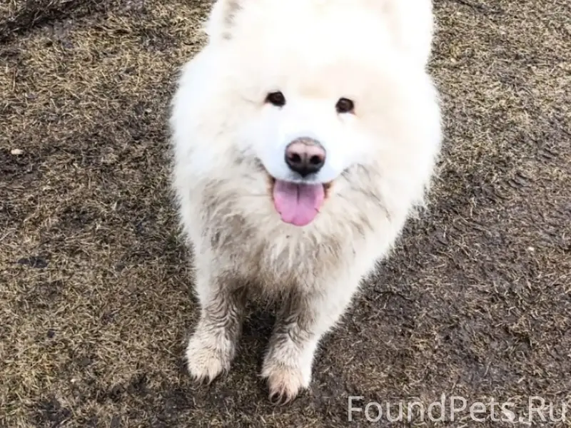 Пропал пёс Норд, деревня Демидовка