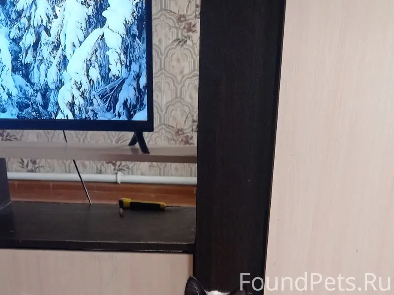 Пропала кошка Сима