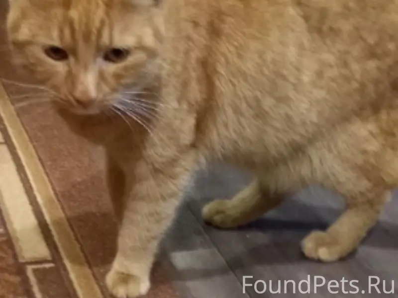 Найден рыжий кот, ищем хозяев