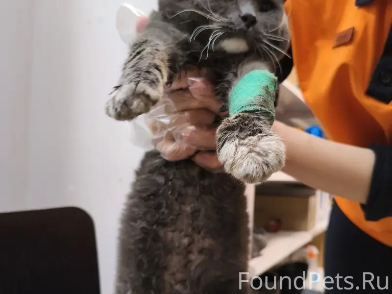 Найден кот, село Ленино Липецкой области