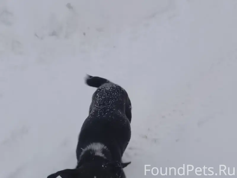 Пропала собака, [место]