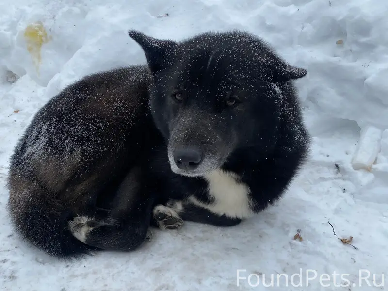 Найден пёс, Крутовская